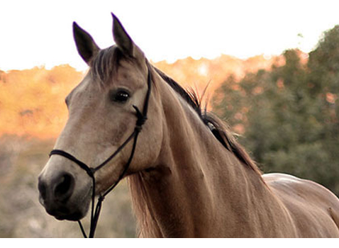 Seguros para caballos