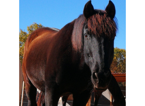 Seguros para caballos