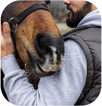 seguro de hospitalización caballo